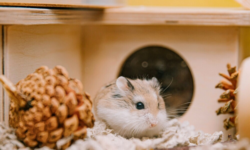 Hamster Habitat