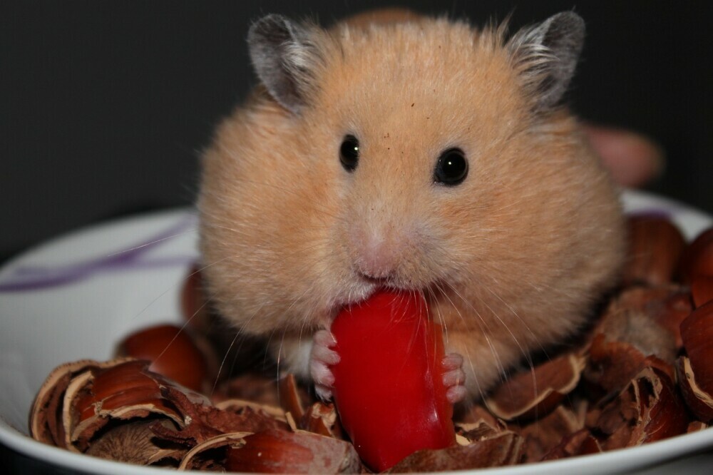 Hamster Nutrition