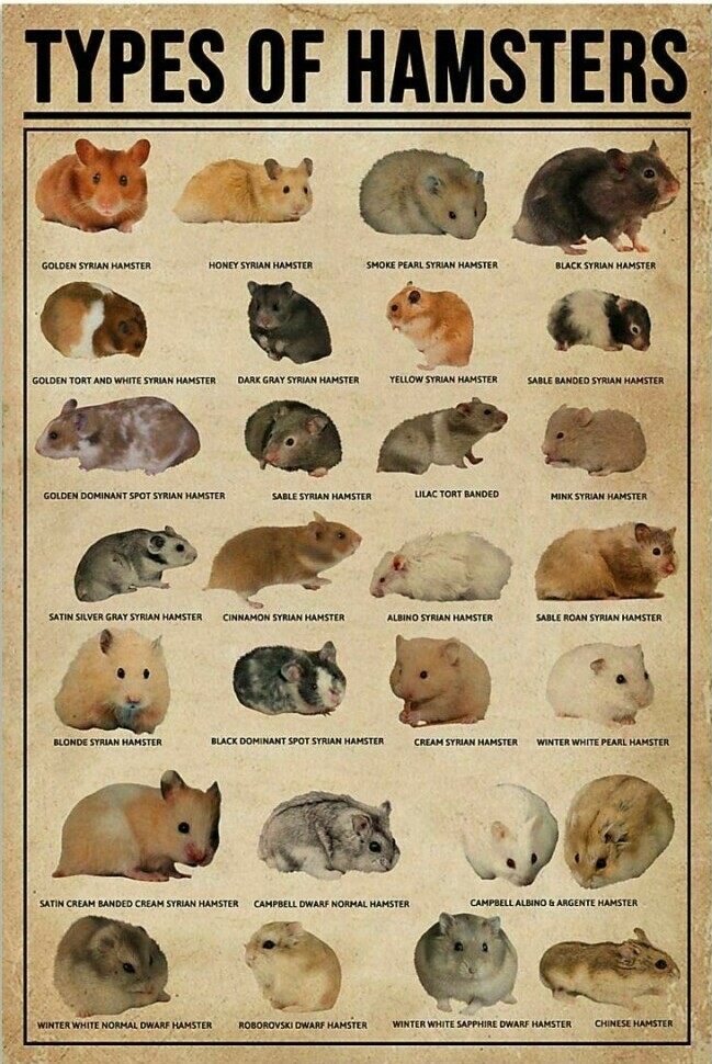 Hamster Types