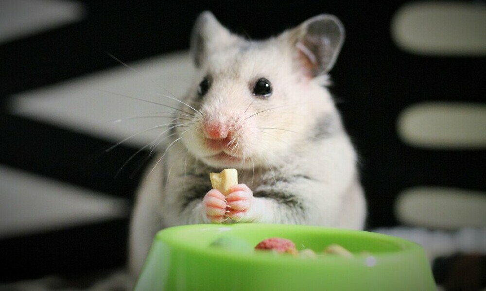 hamsterharmony