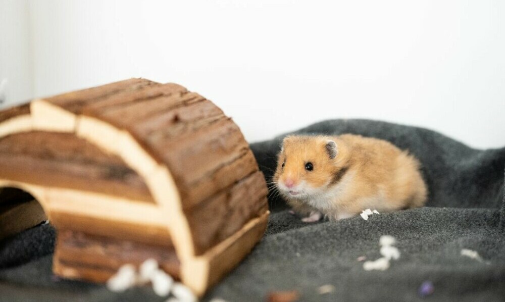 hamsterharmony