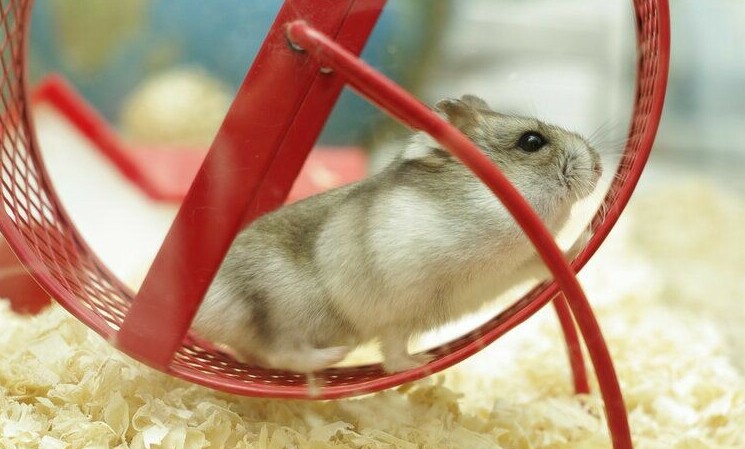 hamsterharmony