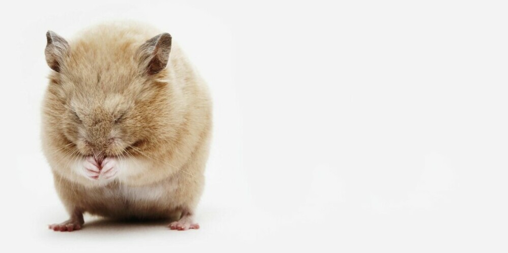 hamsterharmony