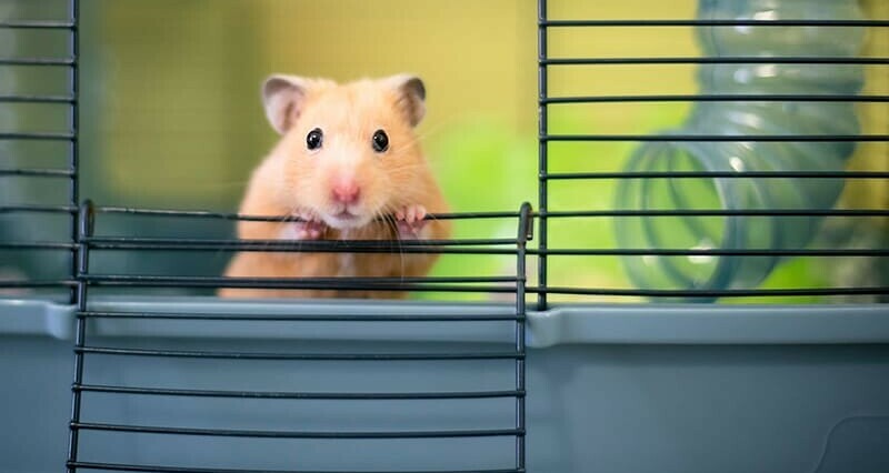 hamsterharmony