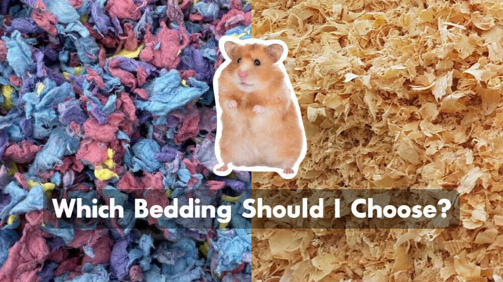 hamsterharmony