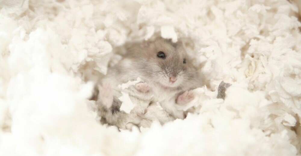 hamsterharmony