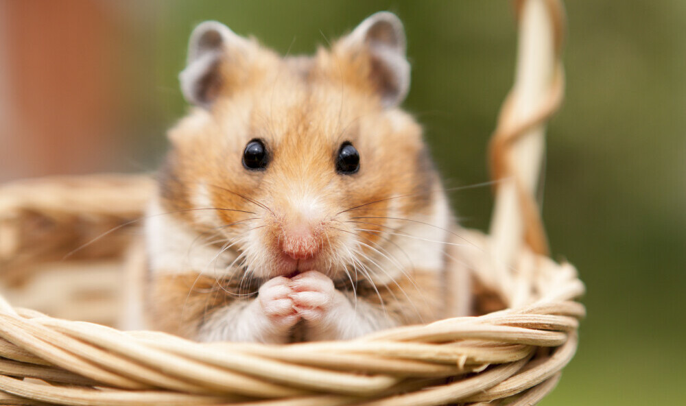 hamsterharmony