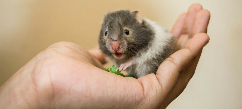 Happy Hamster