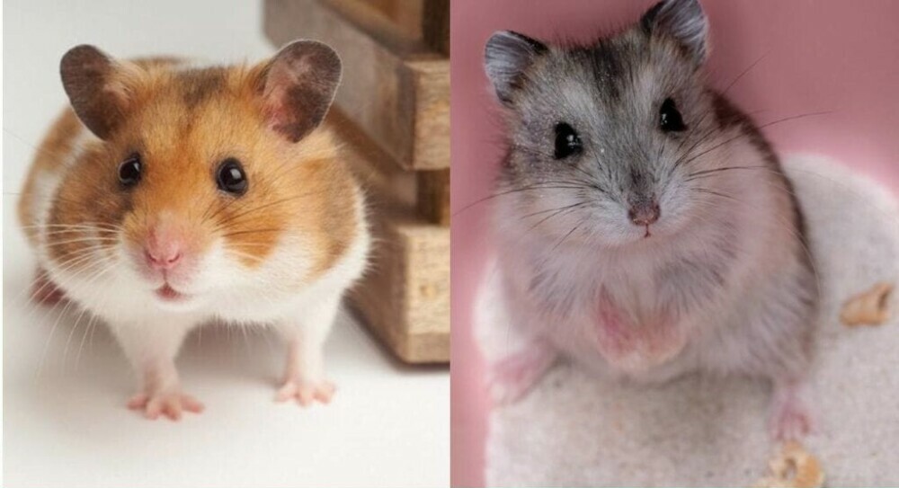 Rare Hamster Breeds - Hamsterharmony