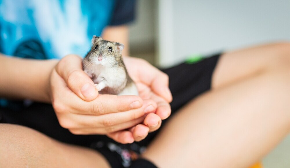 hamster play behaviour